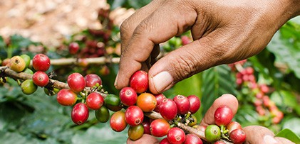 Qualità dei caffè crudi